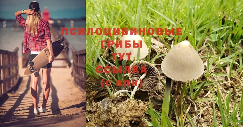 Псилоцибиновые грибы Psilocybe  Аткарск 